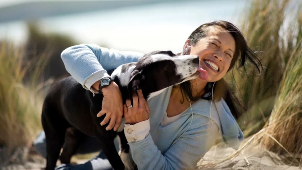 Black and white dog licks owner's chin