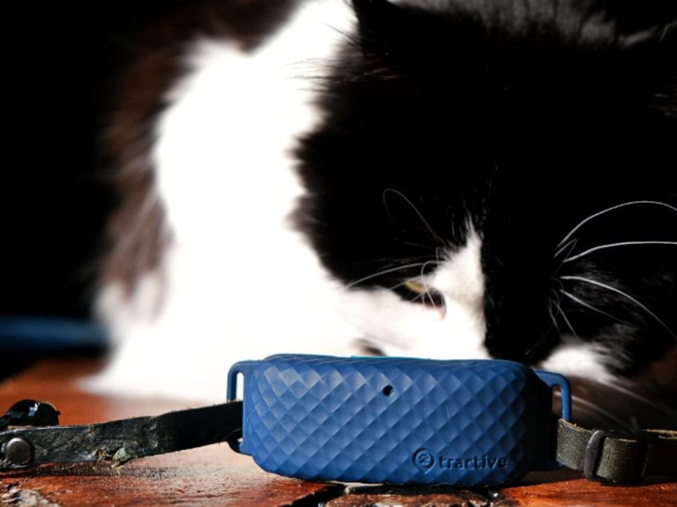 Tractive GPS review: A must-buy for cat owners - Reviewed