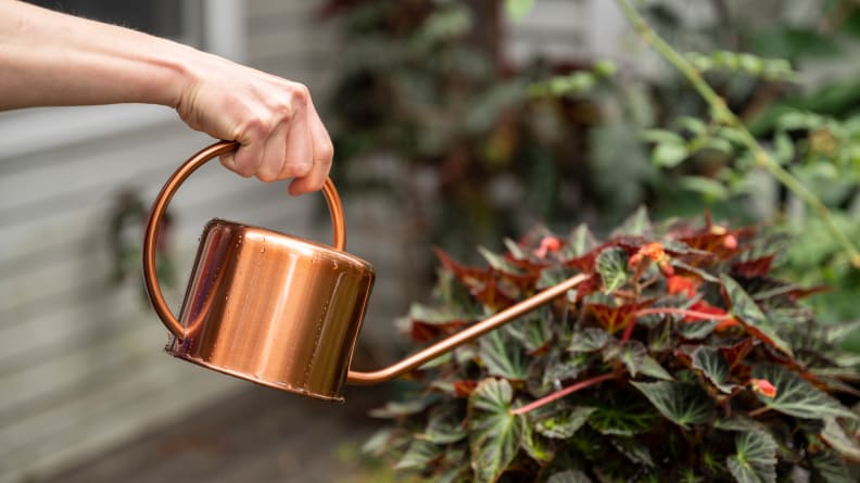 A person pours water onto a plant from a copper-colored Homarden watering can with a long spout.