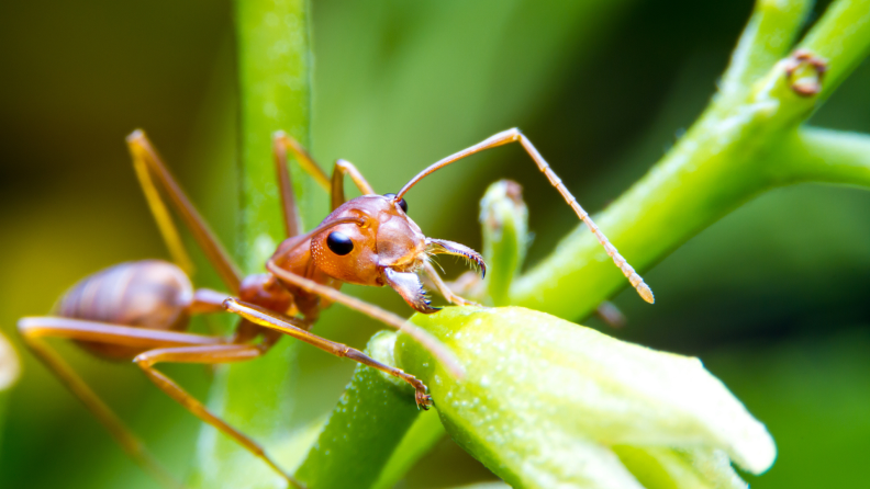 Close-up of a red fire ant on a stem of a leaf