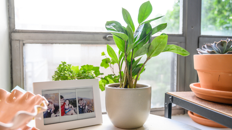 Plant in pot on desk next to framed photos and other desk accents