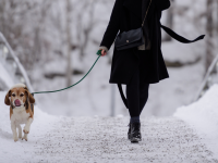 A person in a black coat walks a dog on an icy bridge