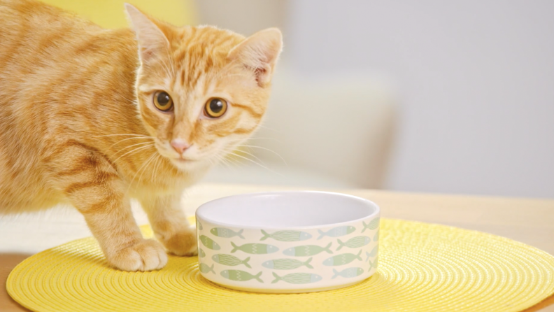 A cat eating wet food