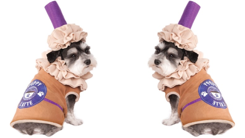 Dog dressed like latte