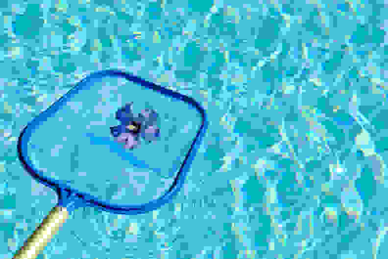 A net used for swimming pool maintenance retrieves a Hibiscus Flower