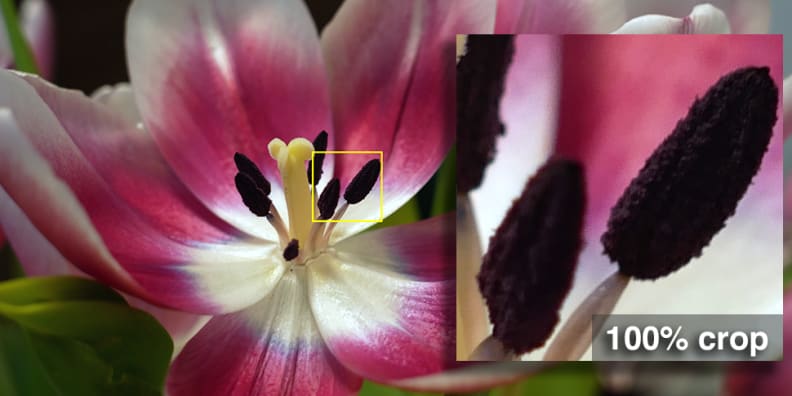 A photo and 100% crop of a photo taken by the Panasonic Lumix GM85.