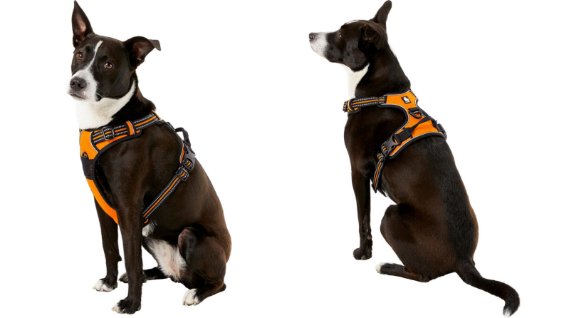 Dog harness