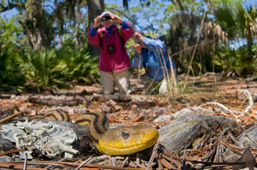 Yellow Rat Snake