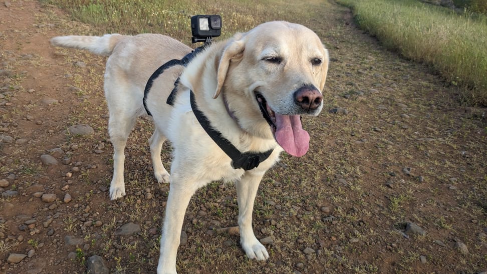 A Labrador Retriever dog with a pale blond coat stands on a dirt path outdoors with the GoPro Fetch Dog Harness.