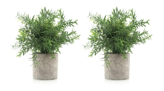 Mini Potted Plants