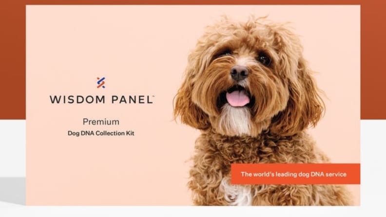These are the best dog DNA kits available today.