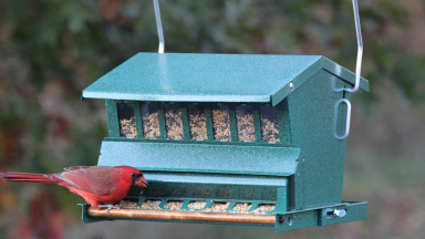 A cardinal eats seeds from the blue-gray Heritage Farms Woodlink Absolute Squirrel Resistant Bird Feeder.