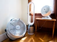 The best fans of 2019