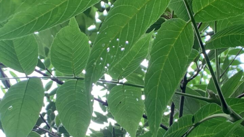 Holes are left behind in a leaf from where the Bug-A-Salt 3.0 shot a spotted lanternfly.