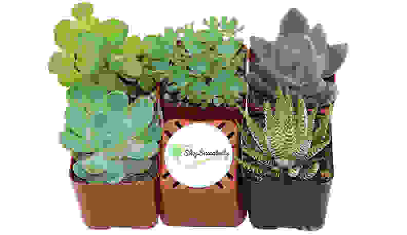 5 succulent plants