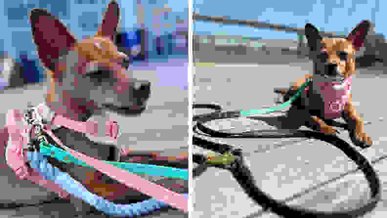 A small breed dog laying on wooden boardwalk surrounded by colorful hands-free leashes