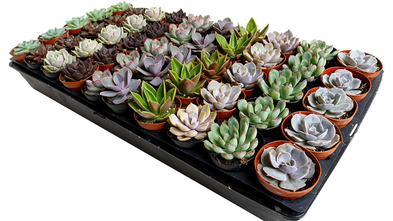 A flat of assorted mini succulent plants.