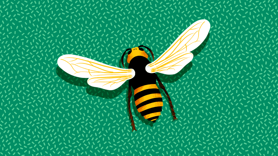 An illustration of a murder hornet on a green polka dot background