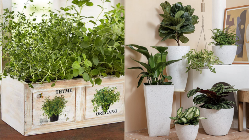 Potted plants in white ceramic pots.