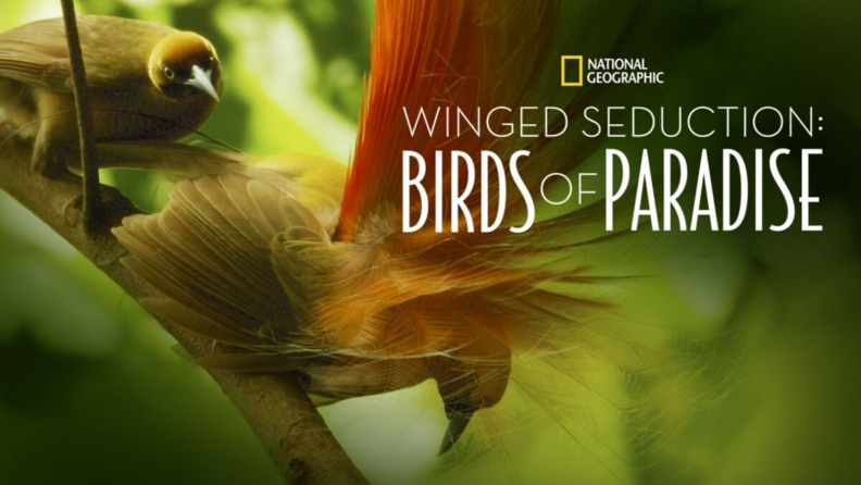 A screencap of the documentary Winged Seduction. A bird dances.
