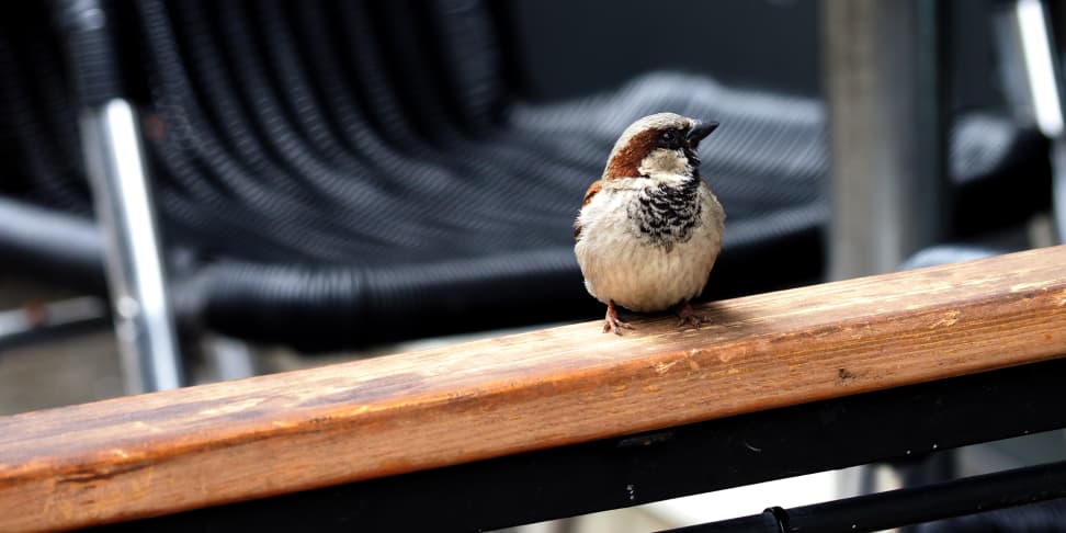 Bird Sample