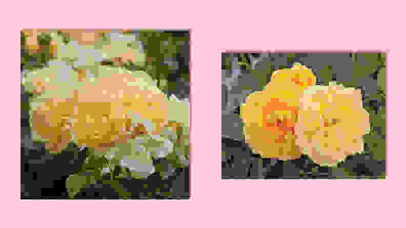 Best places to buy outdoor plants online: Antique Rose Emporium Julia Child
