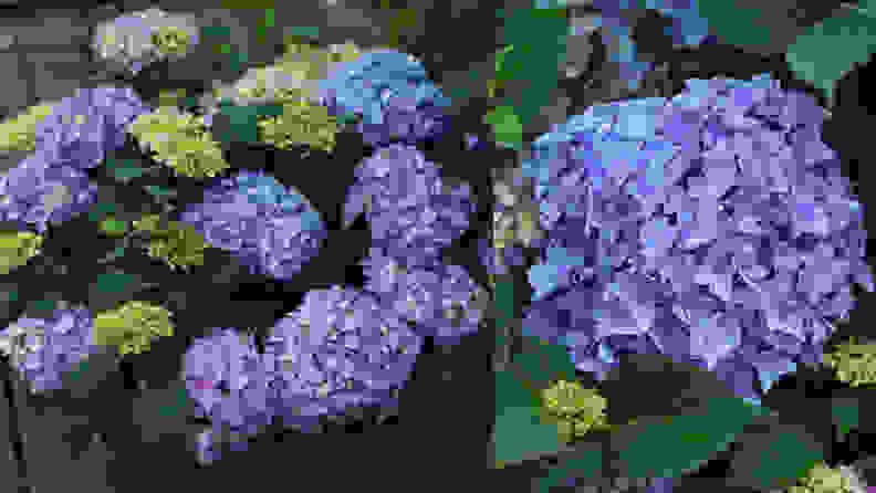 These hydrangea shrubs come in all sorts of pretty colors.