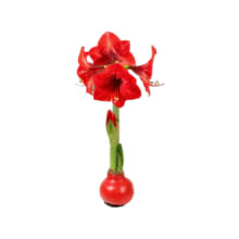 Product image of Wax-Coated Red Blooming Amaryllis Bulb