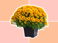 Yellow-orange chrysanthemums in a garden pot set against a pink and orange background.