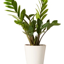 Product image of A plant from The Sill
