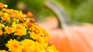 Yellow-orange chrysanthemums with a pumpkin in the background.
