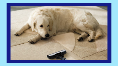 A dog laying on the floor with a vacuum nearby.