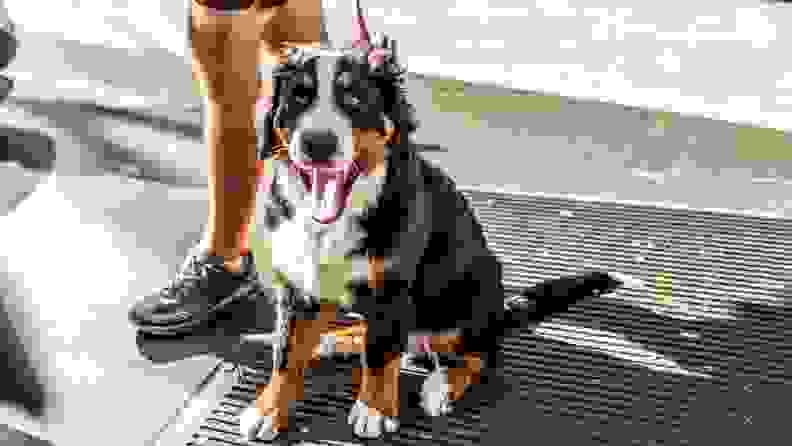 A black, tan, and white dog sits on a sidewalk grate on a New York City street next to his owner's feet