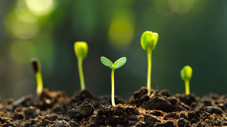 Growing seedlings in soil.