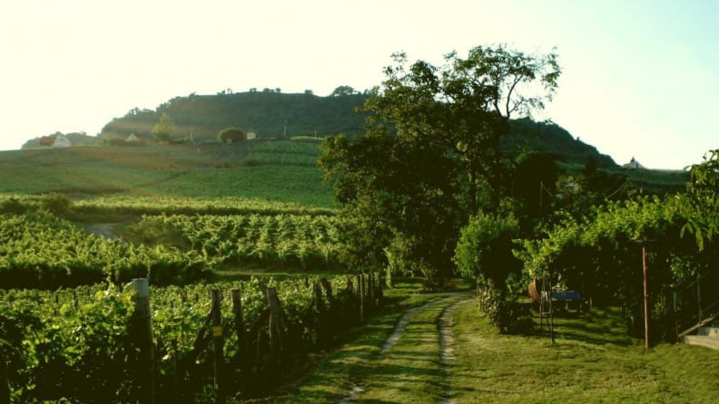 A lush green vineyard in Austria, featuring sprawling vines and rolling hills.
