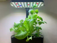 The AeroGarden Harvest 2.0 appears on the edge of a desk, with lettuce and basil growing in it.