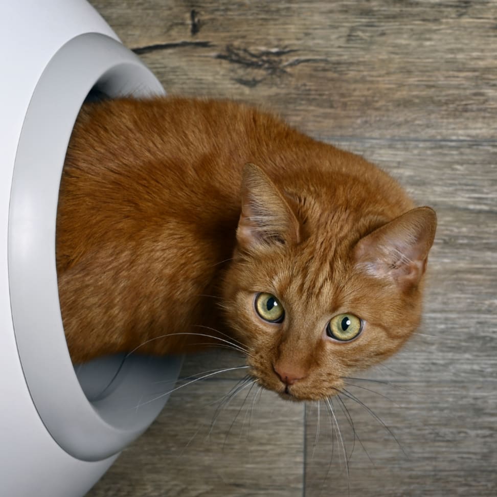 6 Best Self Cleaning Cat Litter Boxes Canada of 2024 Reviewed Canada