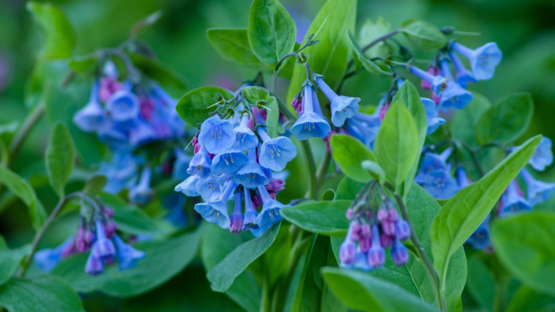 Virginia bluebells