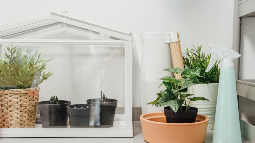 Plants in a mini greenhouse