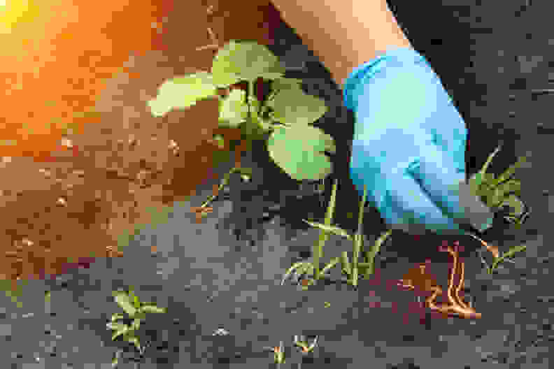 person with gloves on weeding a vegetable bed