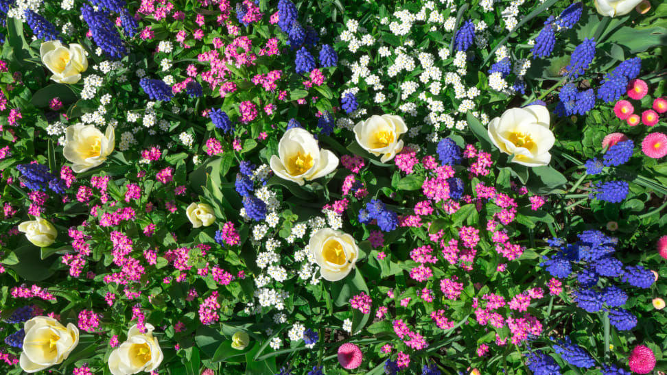 An assortment of colorful flowers in a flower bed.