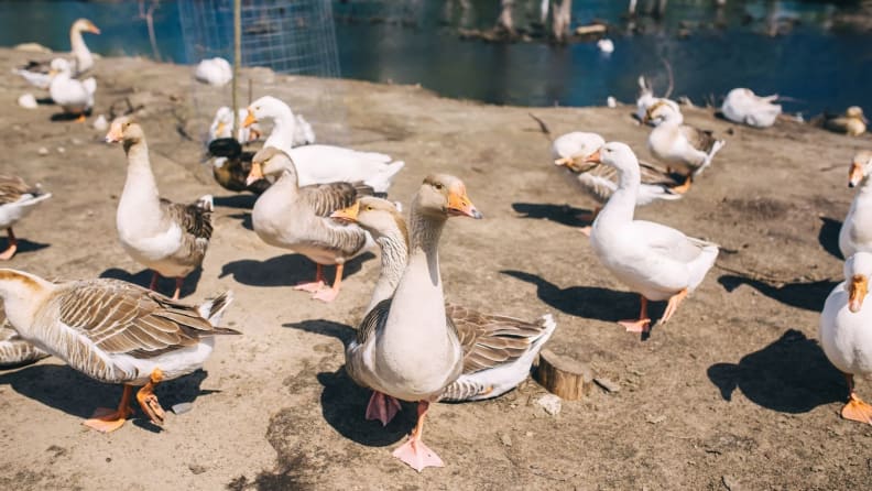 Ducksngeese