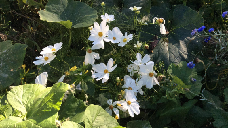 White Cosmos flowers, blue cornflowers, and pumpkin plants growing togetehr