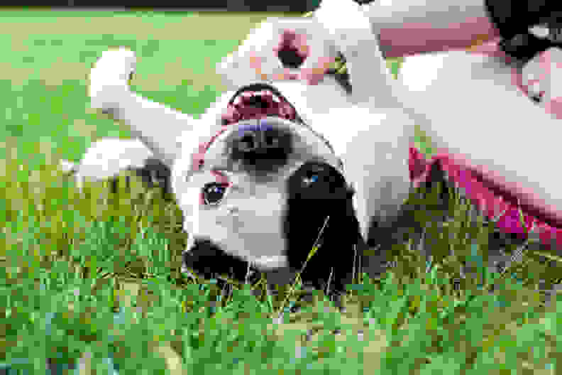 Boston Terrier having his belly rubbed by owner.