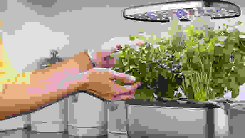 Woman picking herbs in aerogarden