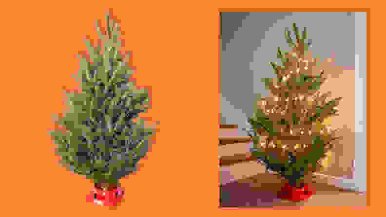 The Fresh Fraser Fir Christmas Tree with Stand on an orange background.