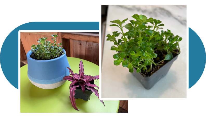 Three small potted plants in disposable containers.