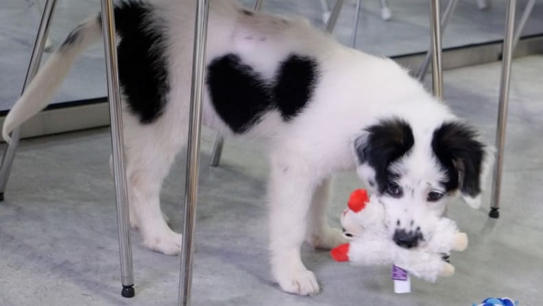 Multipet Lamb Chop Dog Toy