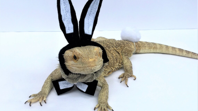 Reptile bunny