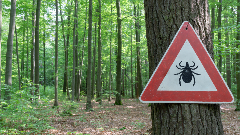 Red and white triangle sign nailed on a tree with a picture of a tick on it in the middle of a heavily-wooded area